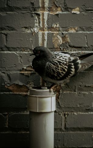 Flint, USA, pigeon Wallpaper 1752x2800