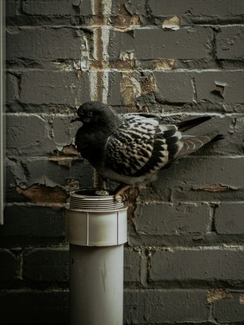 Flint, USA, pigeon Wallpaper 2048x2732