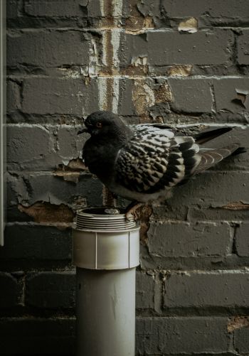 Flint, USA, pigeon Wallpaper 1668x2388