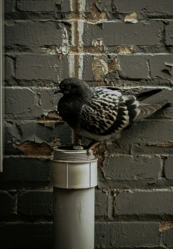 Flint, USA, pigeon Wallpaper 1640x2360