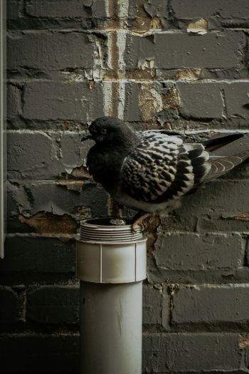 Flint, USA, pigeon Wallpaper 640x960