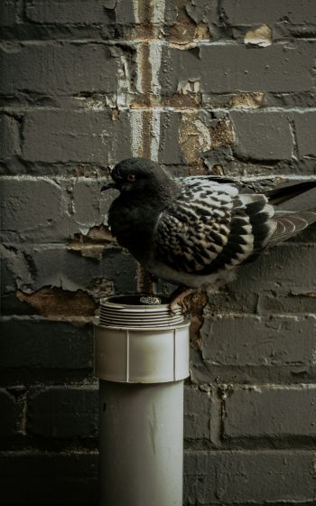 Flint, USA, pigeon Wallpaper 800x1280