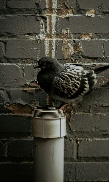 Flint, USA, pigeon Wallpaper 1200x2000