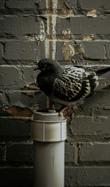 Flint, USA, pigeon Wallpaper 600x1024