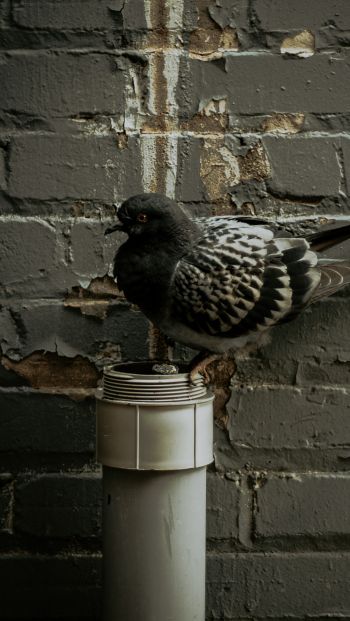 Flint, USA, pigeon Wallpaper 640x1136