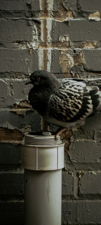 Flint, USA, pigeon Wallpaper 1080x2400