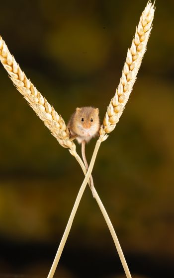 field mouse, mouse, rodent Wallpaper 800x1280