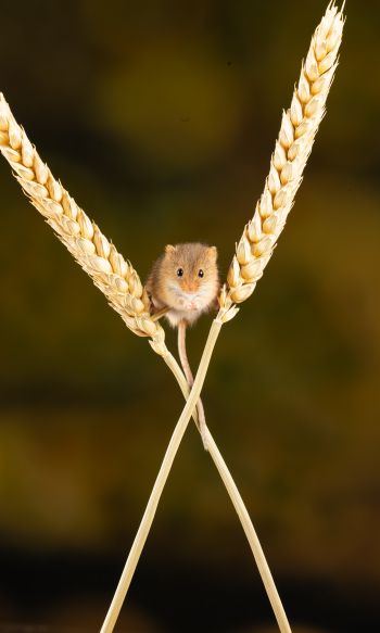 field mouse, mouse, rodent Wallpaper 1200x2000