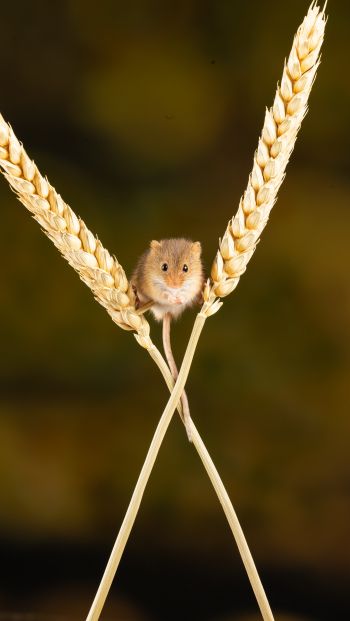 field mouse, mouse, rodent Wallpaper 640x1136