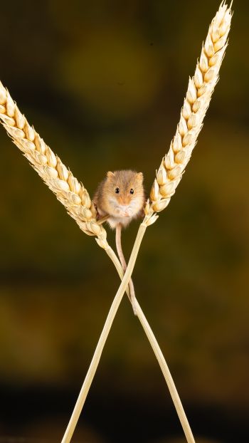 field mouse, mouse, rodent Wallpaper 2160x3840