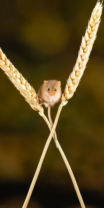 field mouse, mouse, rodent Wallpaper 720x1440