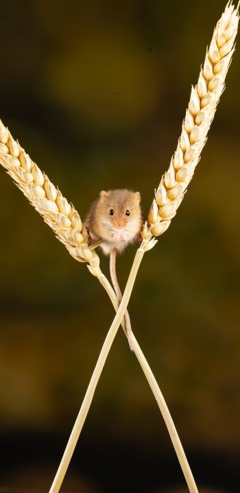 field mouse, mouse, rodent Wallpaper 1440x2960