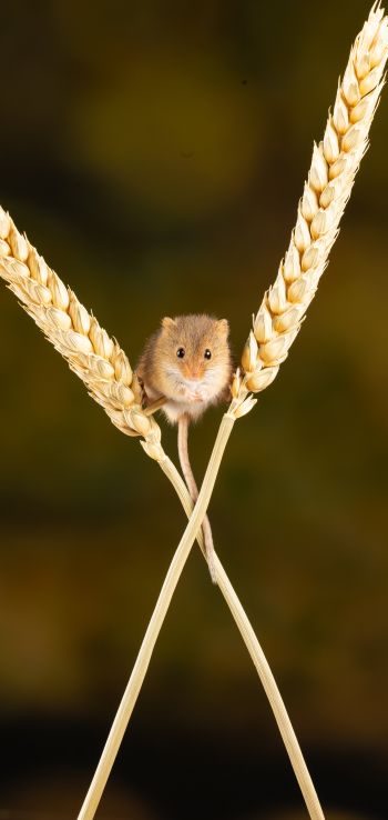 field mouse, mouse, rodent Wallpaper 1440x3040