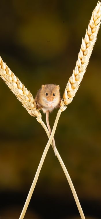 field mouse, mouse, rodent Wallpaper 1125x2436