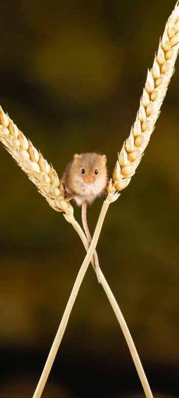 field mouse, mouse, rodent Wallpaper 720x1600