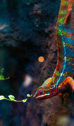 wild nature, lizard Wallpaper 600x1024