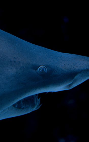 shark, predator Wallpaper 1752x2800