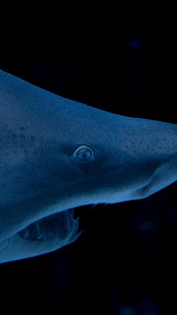 shark, predator Wallpaper 640x1136