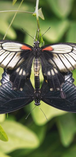 Обои 1080x2220 насекомые, бабочки