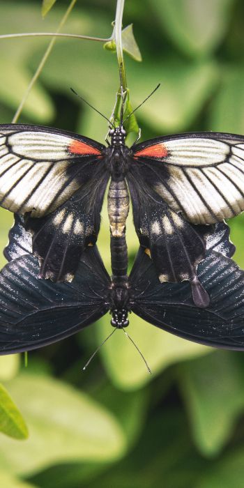 Обои 720x1440 насекомые, бабочки