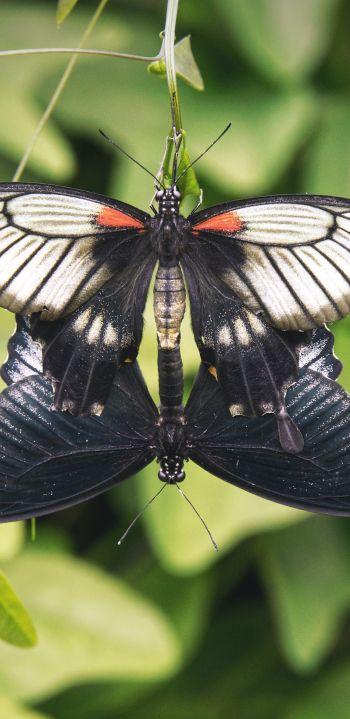 Обои 1440x2960 насекомые, бабочки