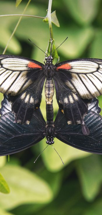 Обои 1440x3040 насекомые, бабочки