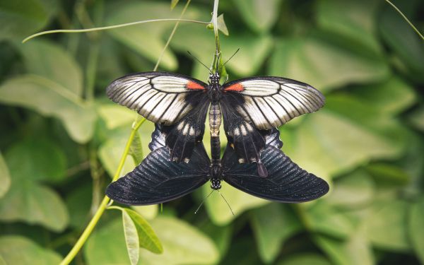 insects, butterflies Wallpaper 2560x1600