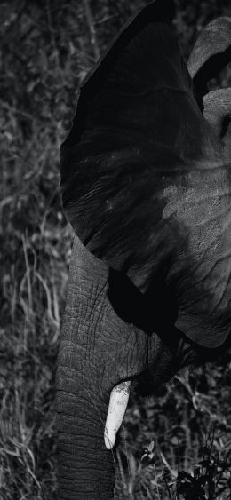 elephant ears, tusk Wallpaper 1080x2340