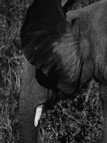 elephant ears, tusk Wallpaper 2048x2732