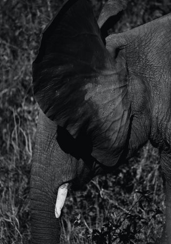 elephant ears, tusk Wallpaper 1668x2388
