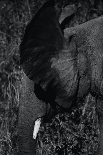 elephant ears, tusk Wallpaper 640x960
