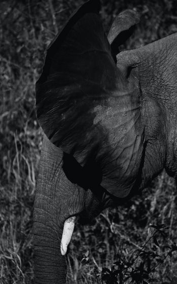 elephant ears, tusk Wallpaper 1600x2560