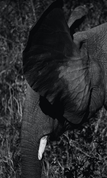 elephant ears, tusk Wallpaper 1200x2000