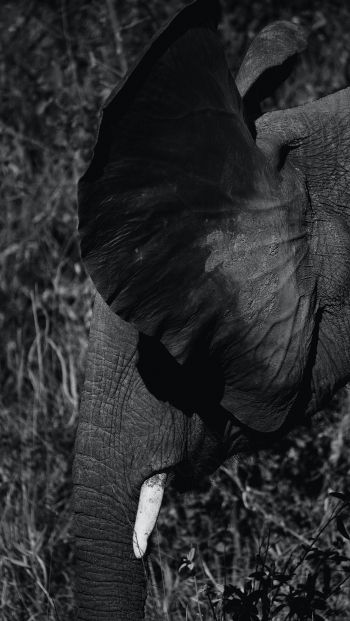 elephant ears, tusk Wallpaper 640x1136
