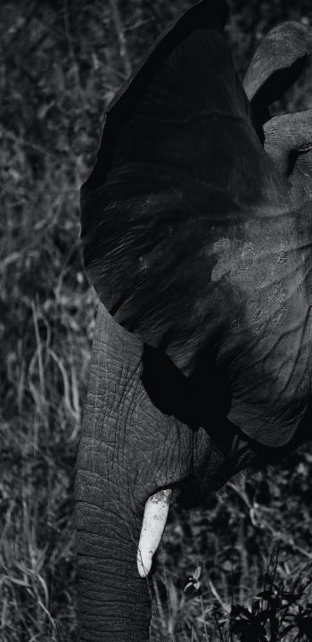 elephant ears, tusk Wallpaper 1080x2220