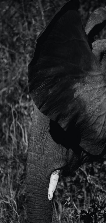 elephant ears, tusk Wallpaper 1080x2280