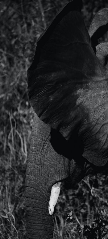 elephant ears, tusk Wallpaper 1080x2400