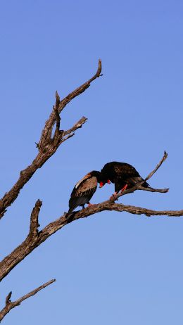 dry tree, birds Wallpaper 1440x2560