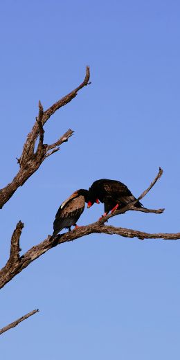 dry tree, birds Wallpaper 720x1440