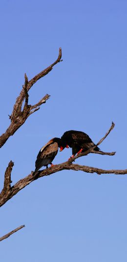 dry tree, birds Wallpaper 1440x2960