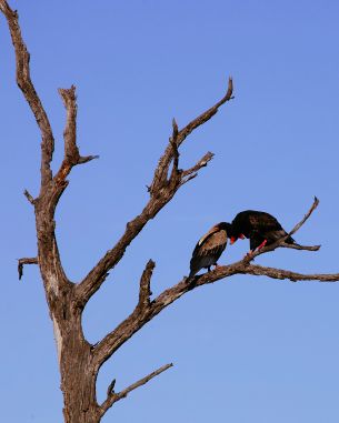 dry tree, birds Wallpaper 2984x3730