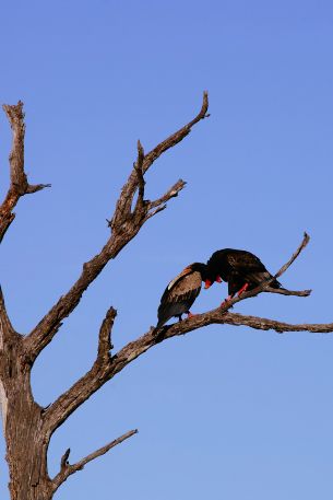 dry tree, birds Wallpaper 640x960