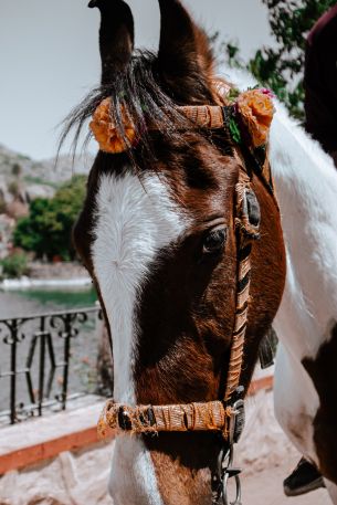 Mount Abu, Rajasthan, India Wallpaper 640x960