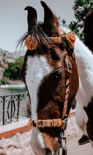 Mount Abu, Rajasthan, India Wallpaper 1200x2000