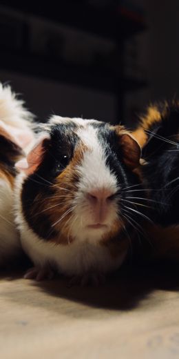 guinea pig, pet, rodent Wallpaper 720x1440