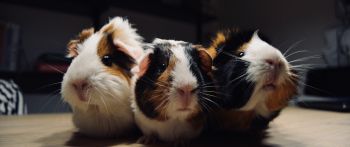 guinea pig, pet, rodent Wallpaper 2560x1080