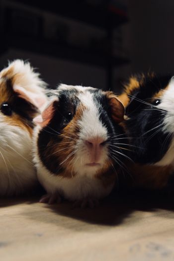 guinea pig, pet, rodent Wallpaper 640x960