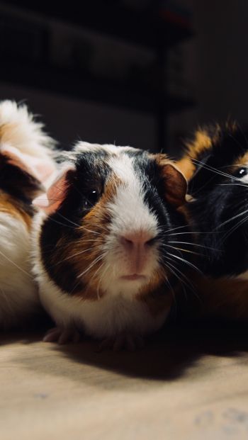 guinea pig, pet, rodent Wallpaper 640x1136