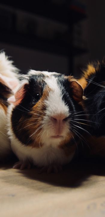guinea pig, pet, rodent Wallpaper 1080x2220
