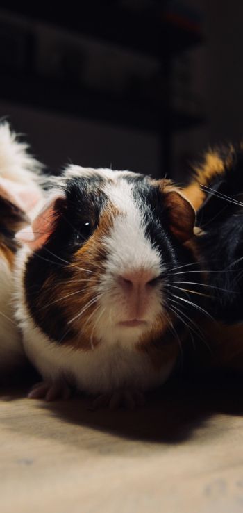 guinea pig, pet, rodent Wallpaper 1440x3040
